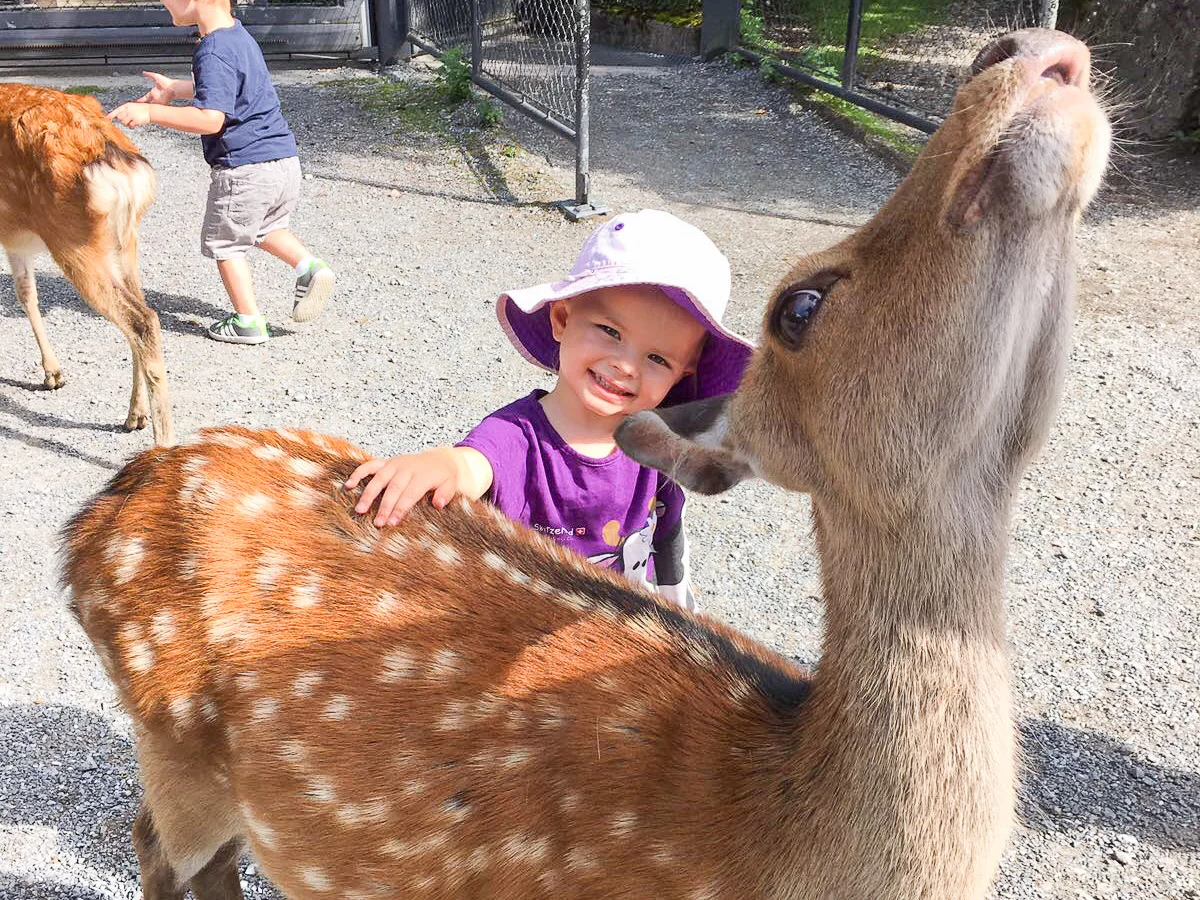 Get up close and personal with the deer at the Tierpark Goldau