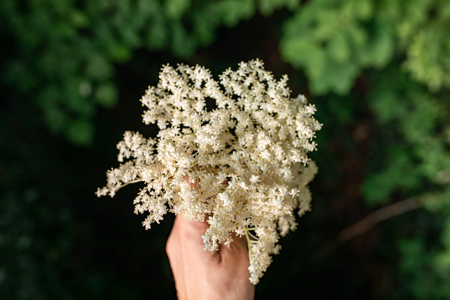 May2020_Blog_Elderflower-7.jpg