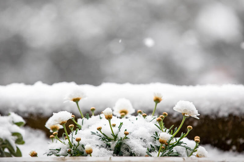 Snow in April