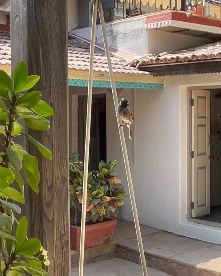 In recent days, this red-vented bulbul has been regularly hanging out on the swing. After watering the plants this evening, we now know why&hellip;🪺😆

#pinkspeckledeggs #redventedbulbul 
#pycnonotuscafer #gardenbirds #indiancourtyardhome #heritageh
