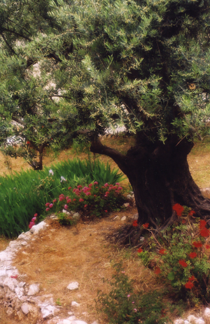  Photo of The Garden of Gethsemane