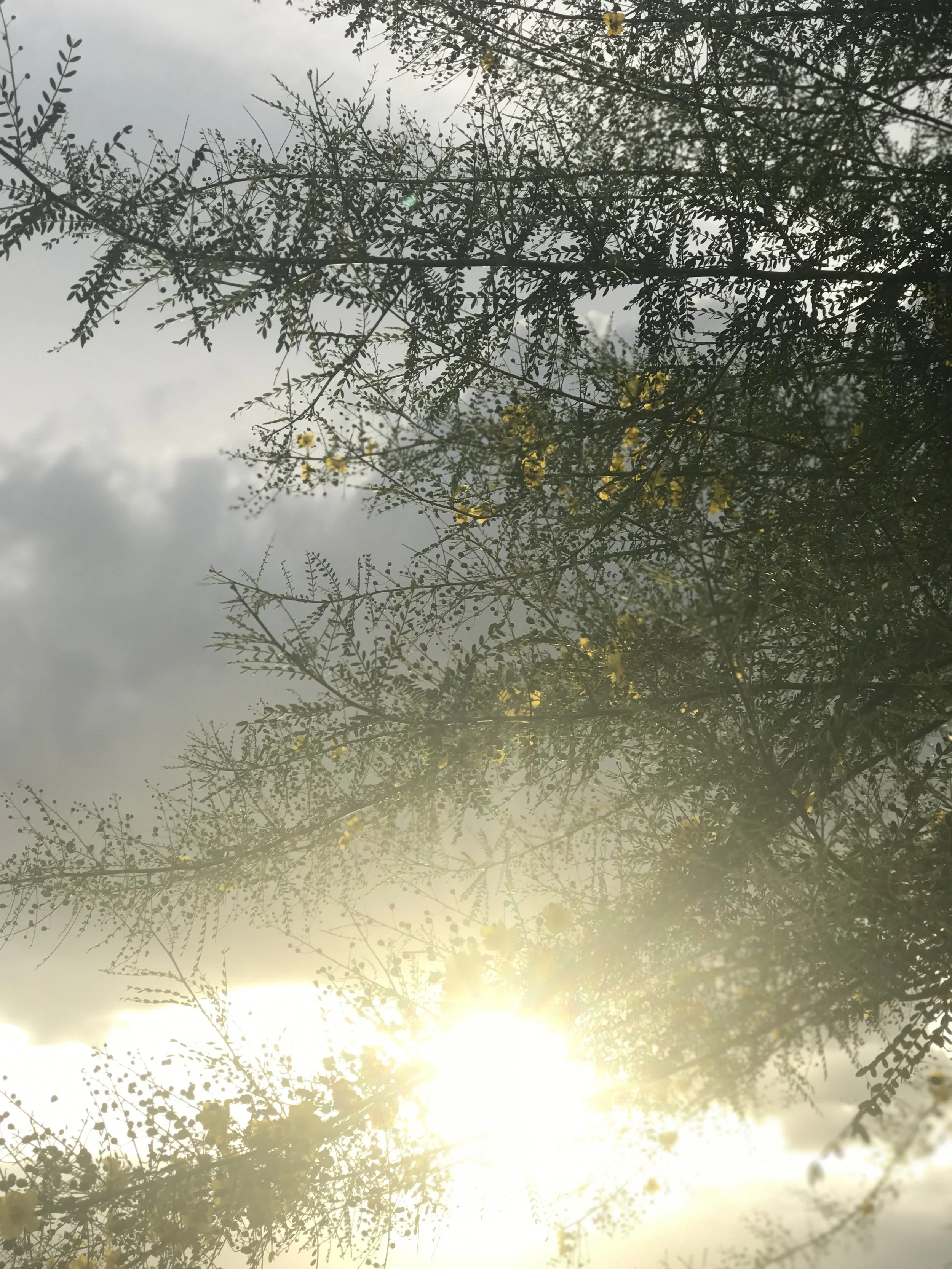 Beauty in Palm Springs 