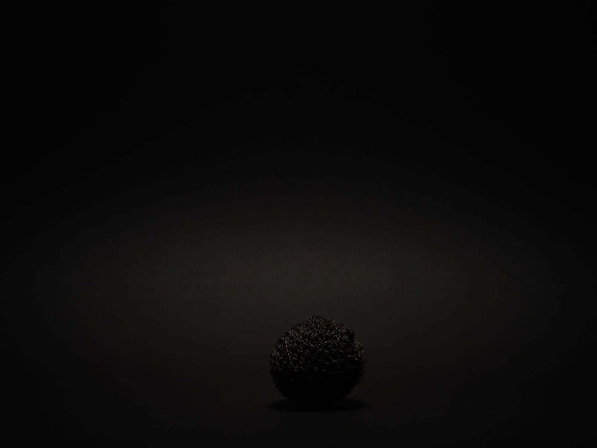 NUX PINEA_ARAUCARIA ARAUCANA_1177.jpg
