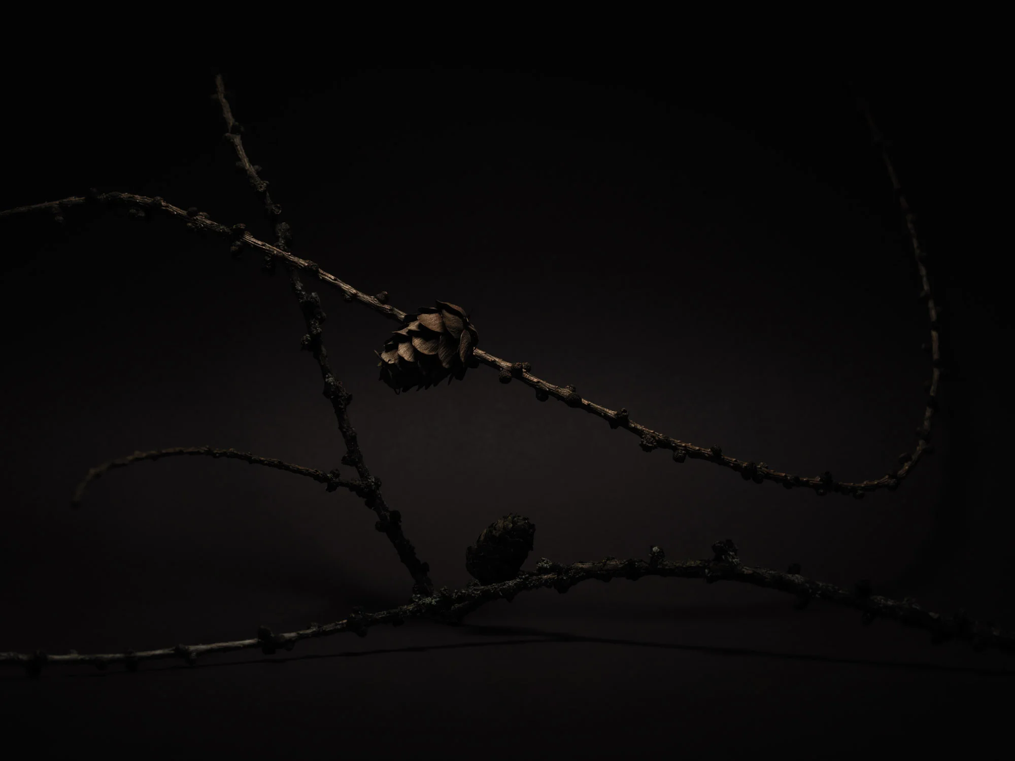 NUX PINEA_LARIX DECIDUA_0616.jpg