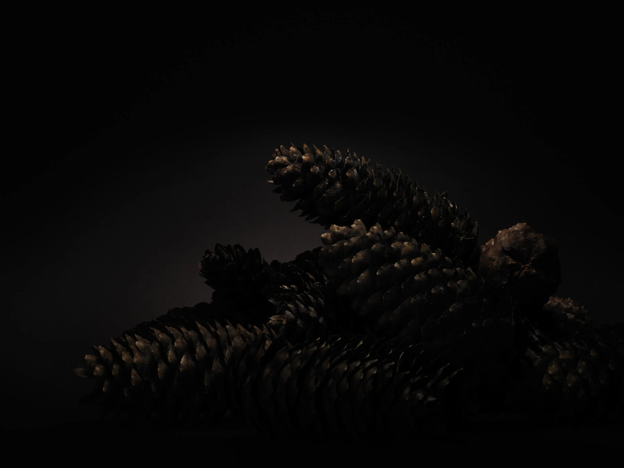 NUX PINEA_PICEA ABIES_0660.jpg