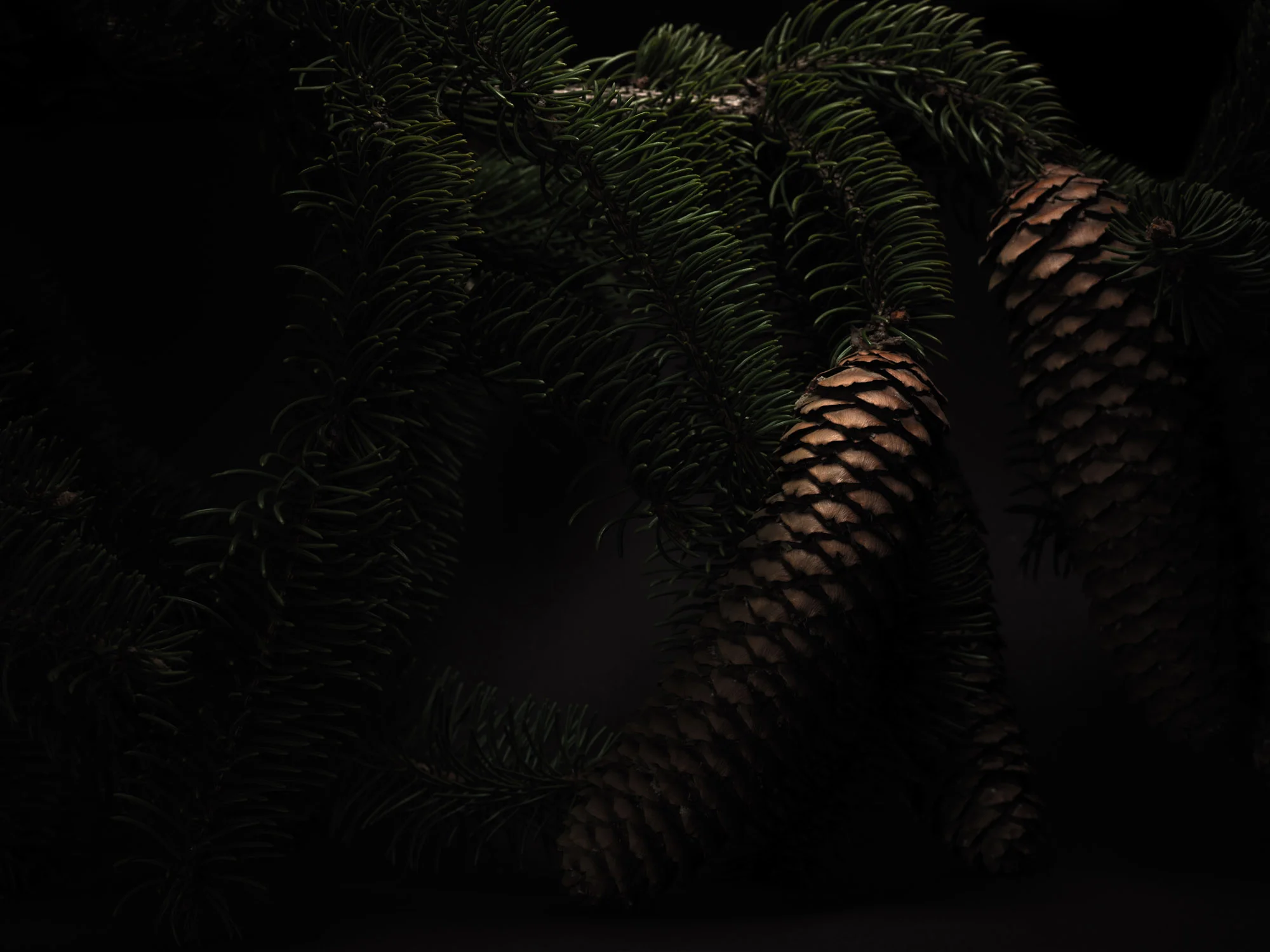 NUX PINEA_PICEA ABIES_0917.jpg