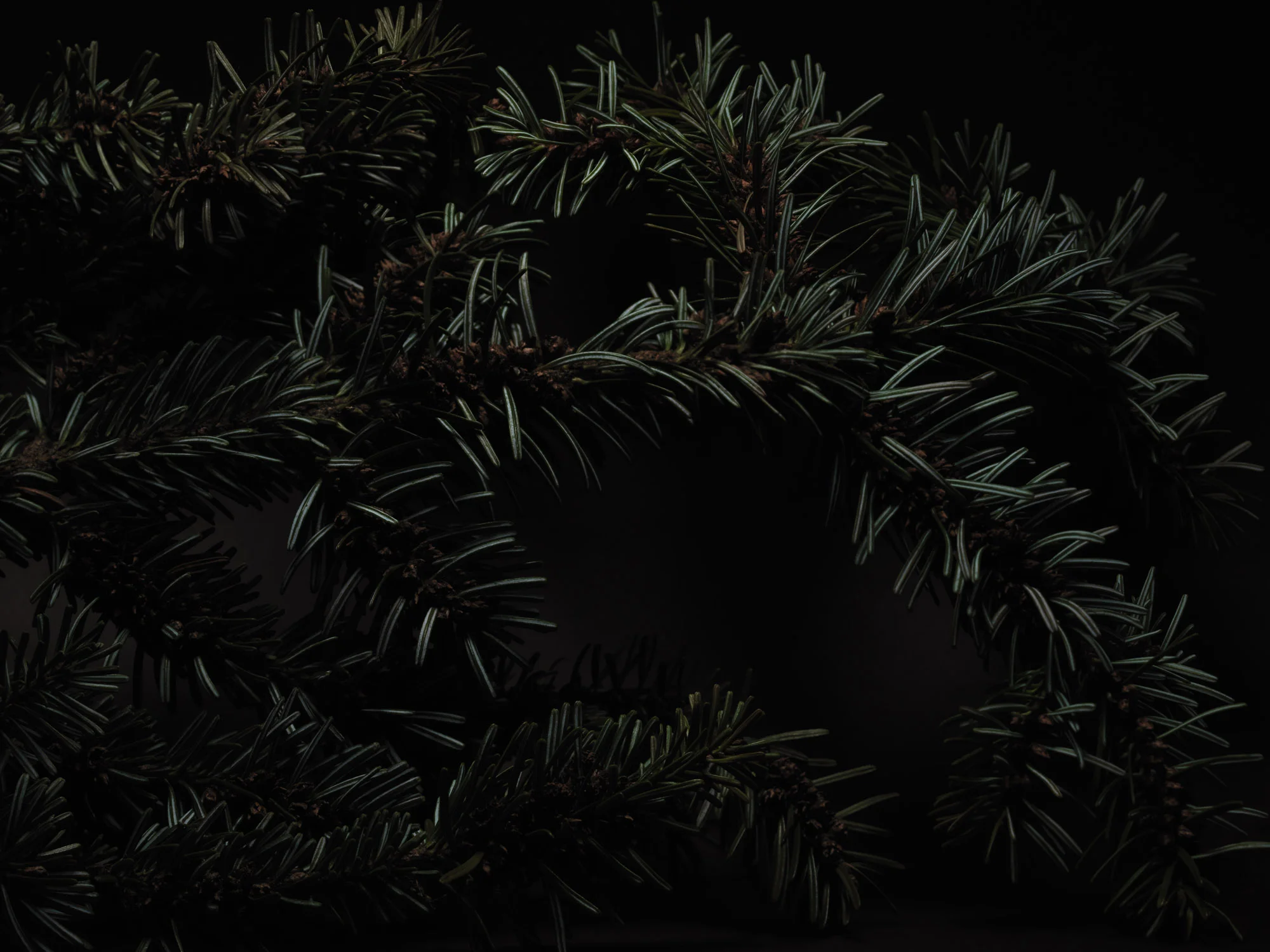 NUX PINEA_PICEA PUNGENS_1217.jpg
