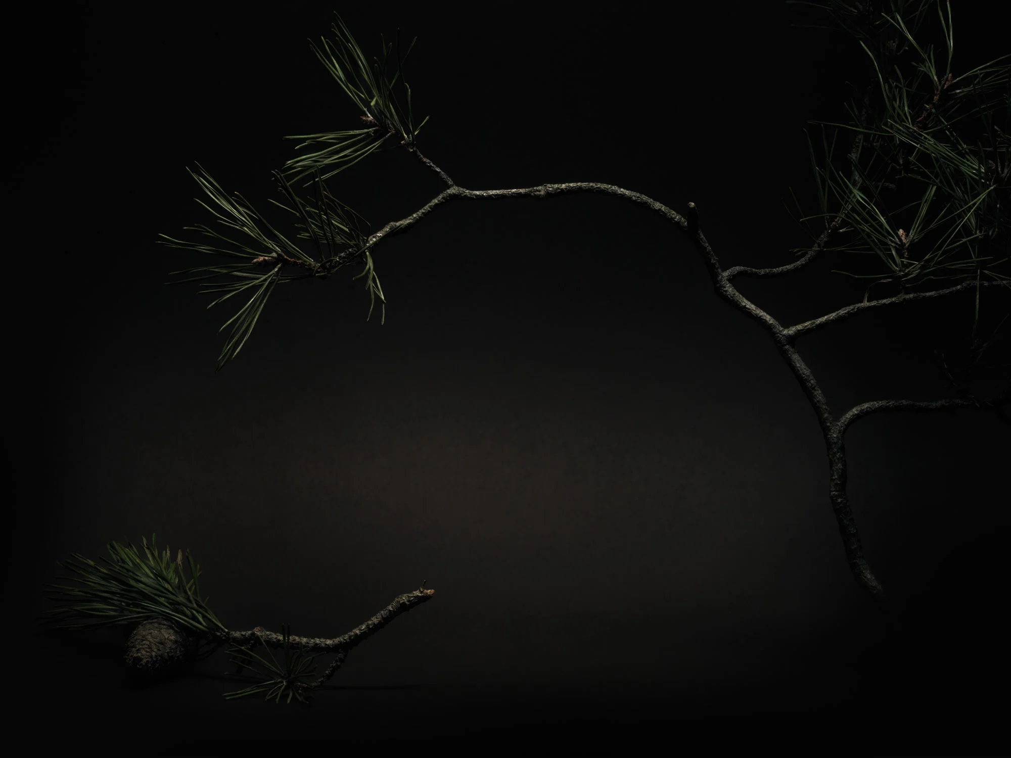 NUX PINEA_PINUS SYLVERSTRIS_0981.jpg