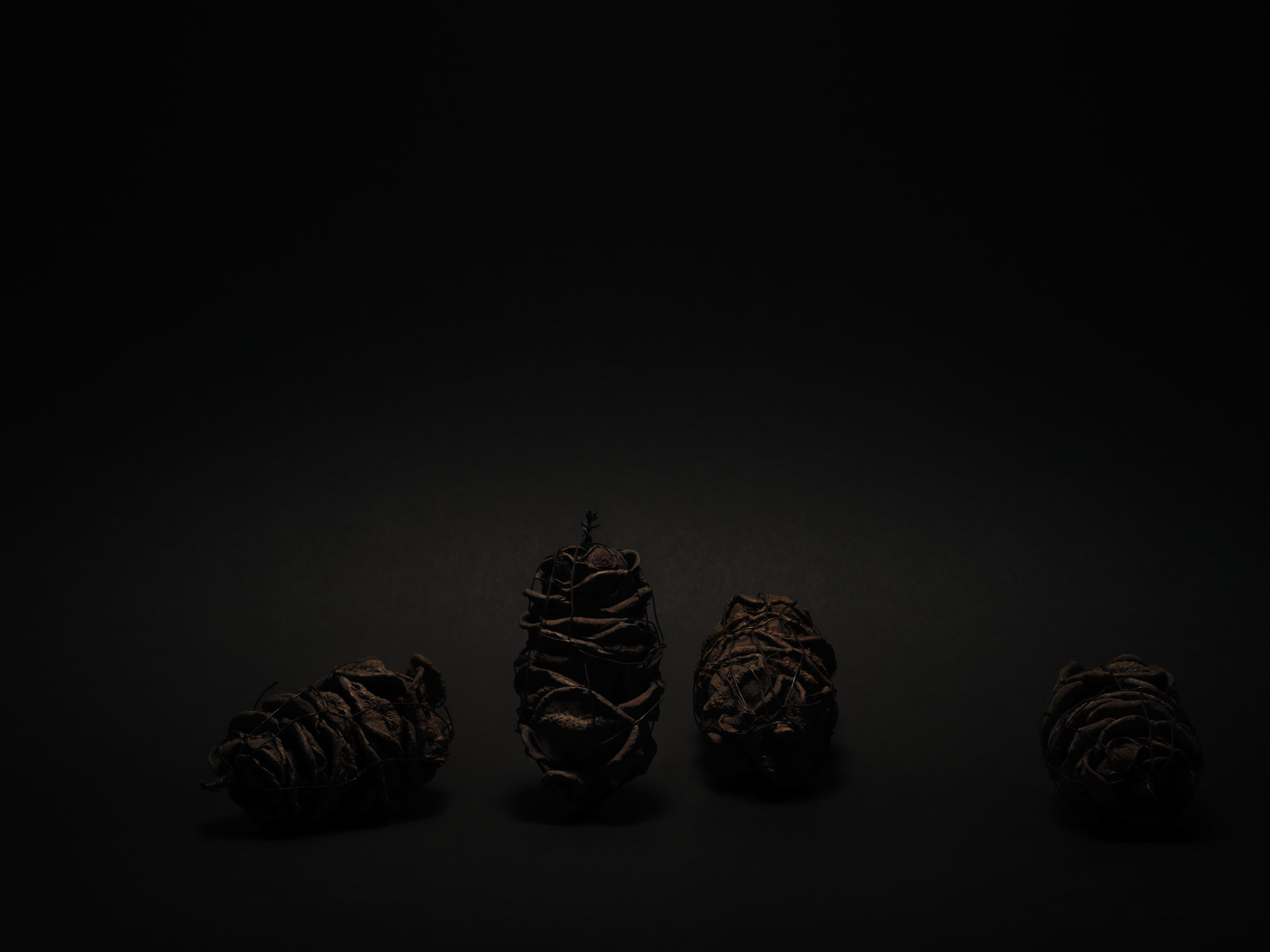 NUX PINEA_SCIADOPITIS VERTICALLATA_1166.jpg