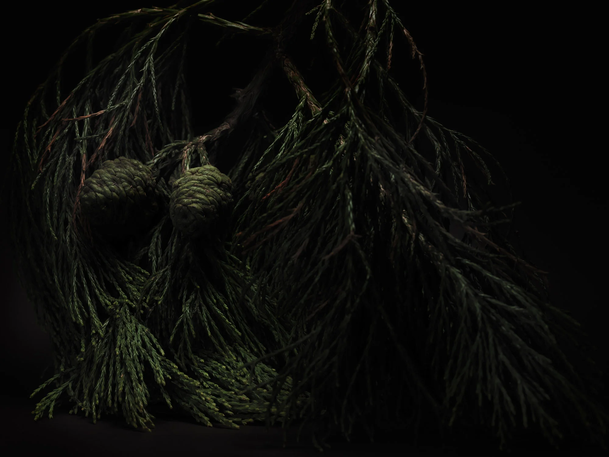 NUX PINEA_SEQUOIADENDRON GIGANTEUM_0563.jpg