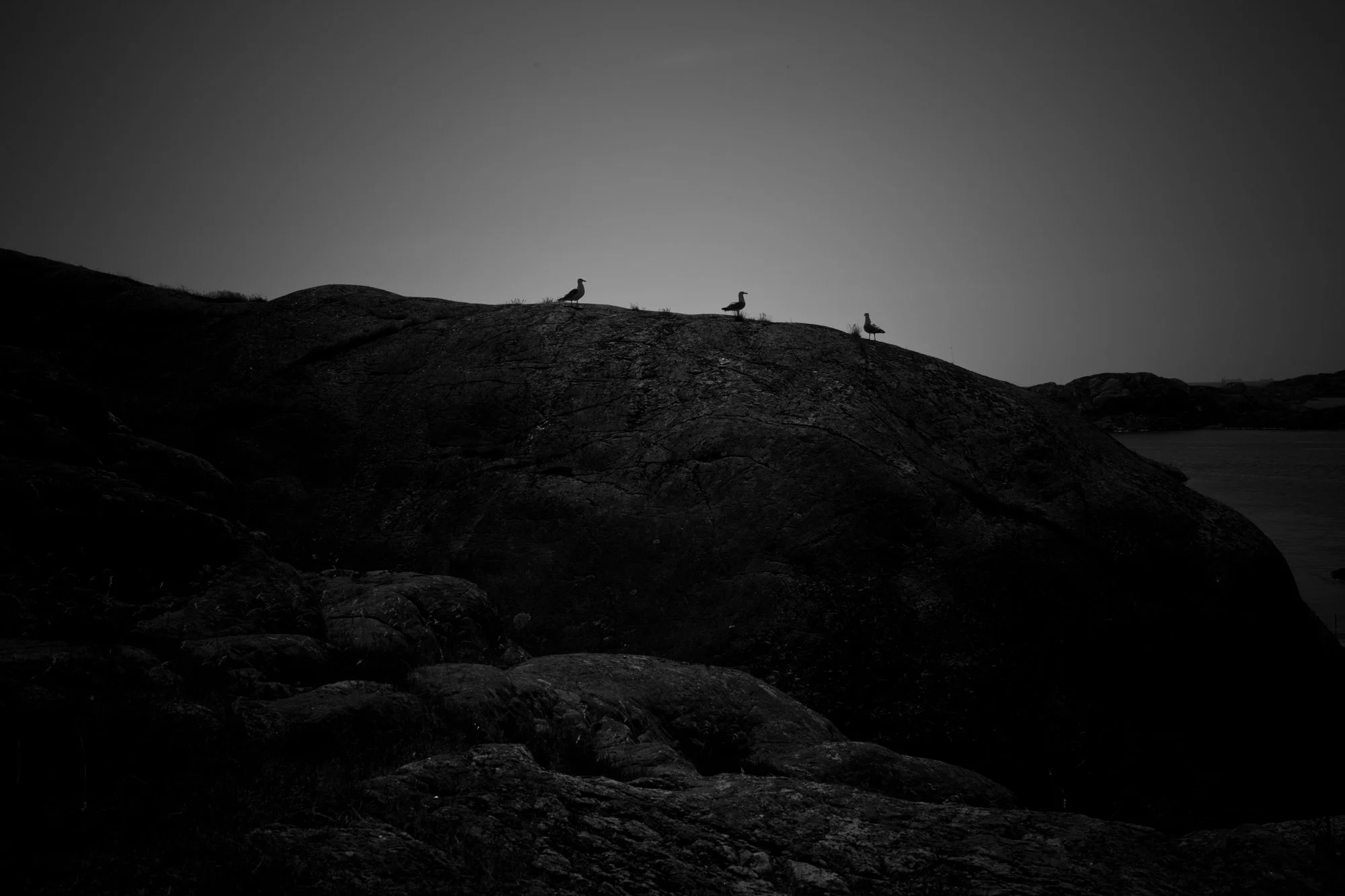 Birds - Skärhamn Sweden - 2017