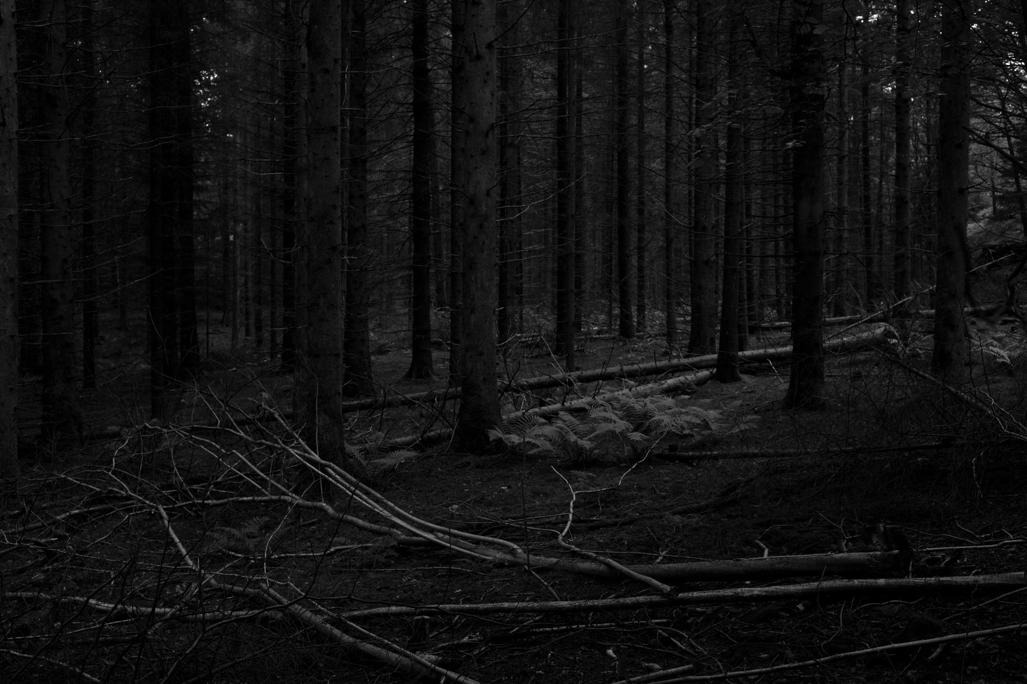 Forest - Kungsviken - 2017