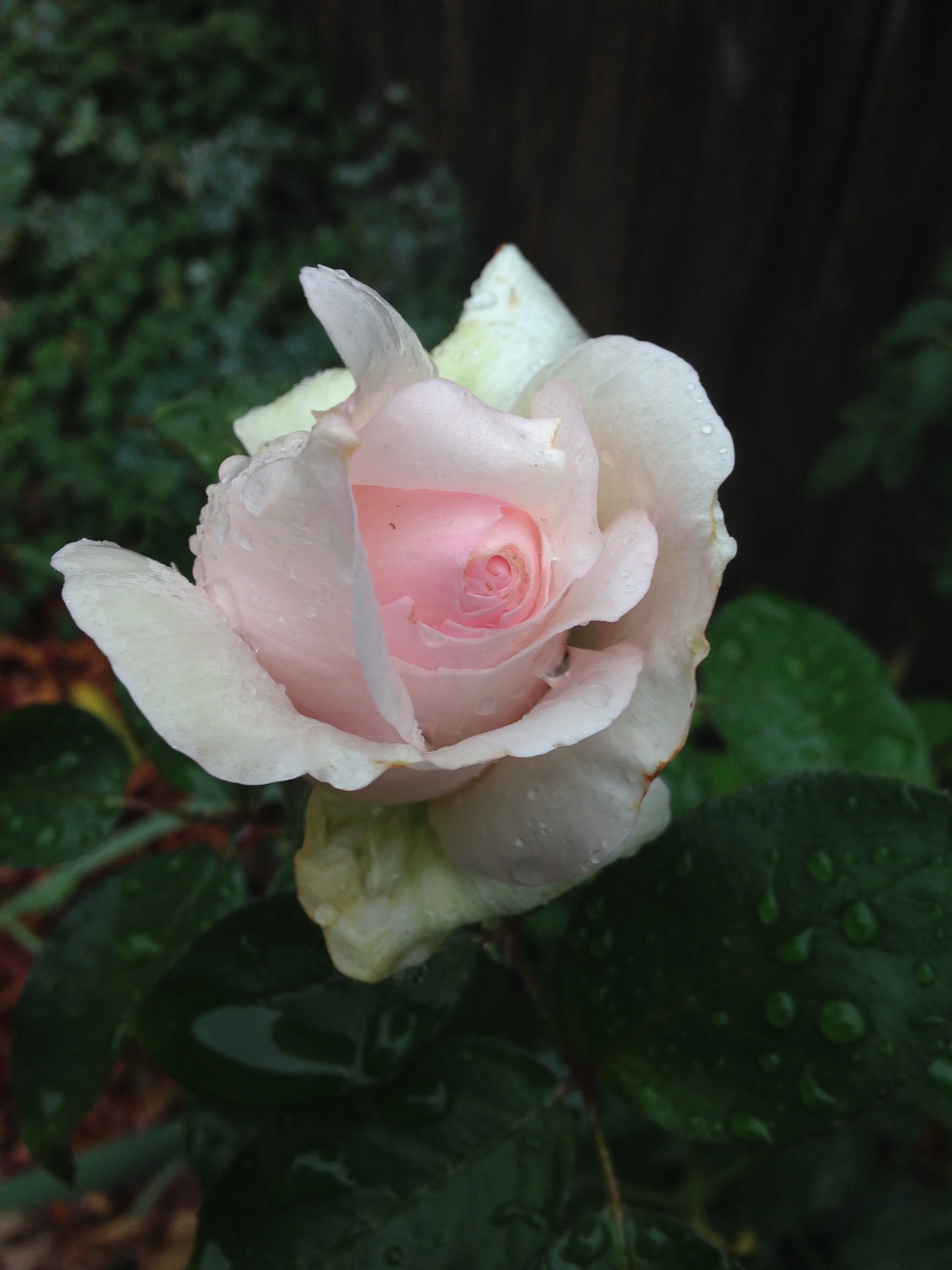 pink rose.jpg
