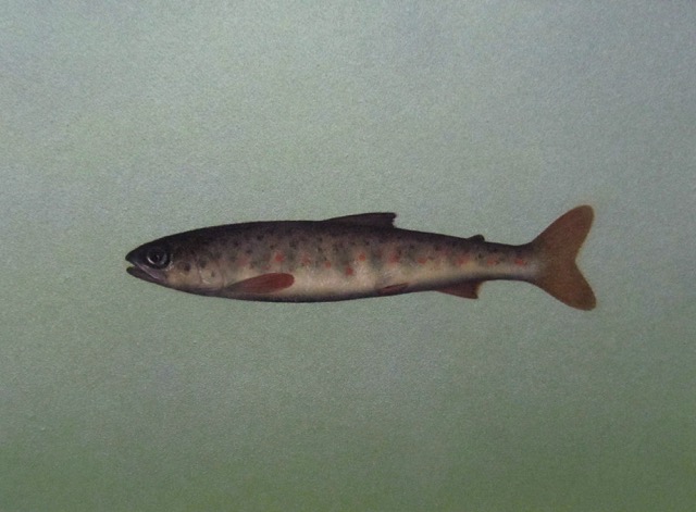  Title: Salmon Parr Size: 30.5 x 36 cm Medium: Oil on panel SOLD 