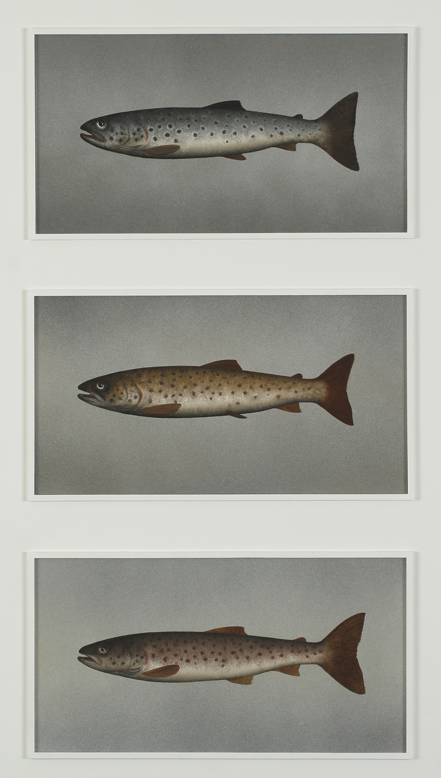  Title: Brown Trout Variations Size: 79 x 39,5 cm Medium: Oil on panel Price: £3000 