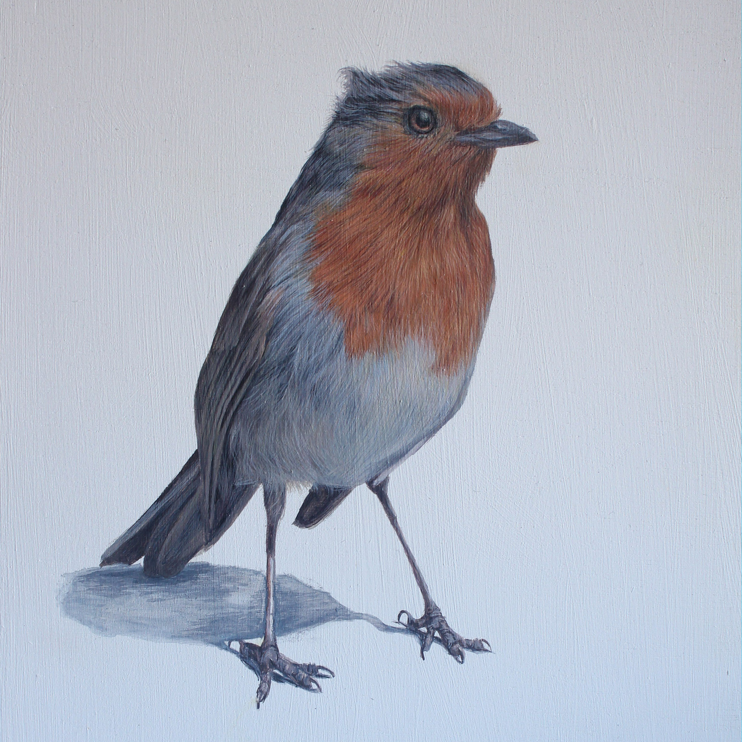 Spring Robin
