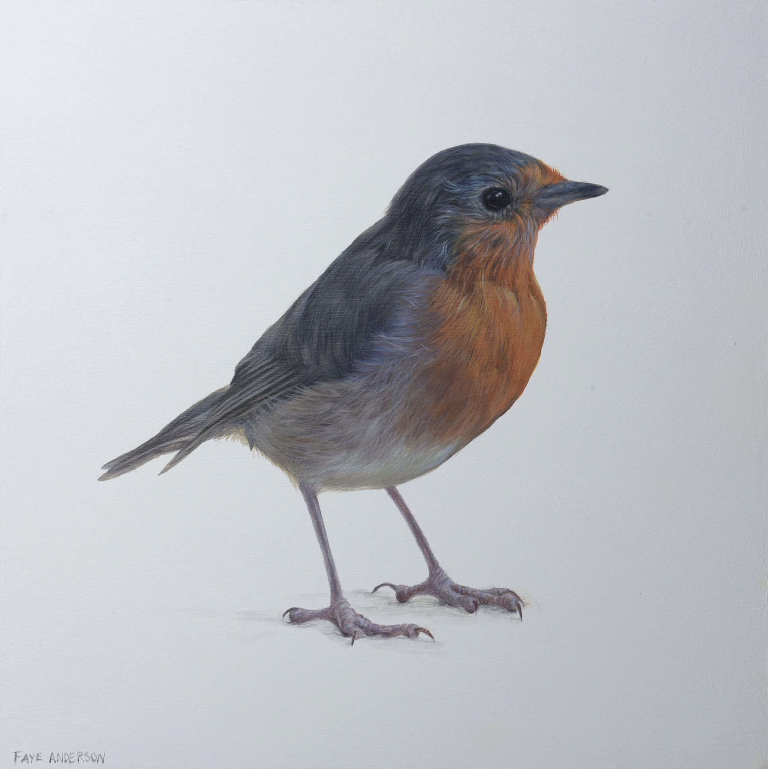 Mid Winter Robin