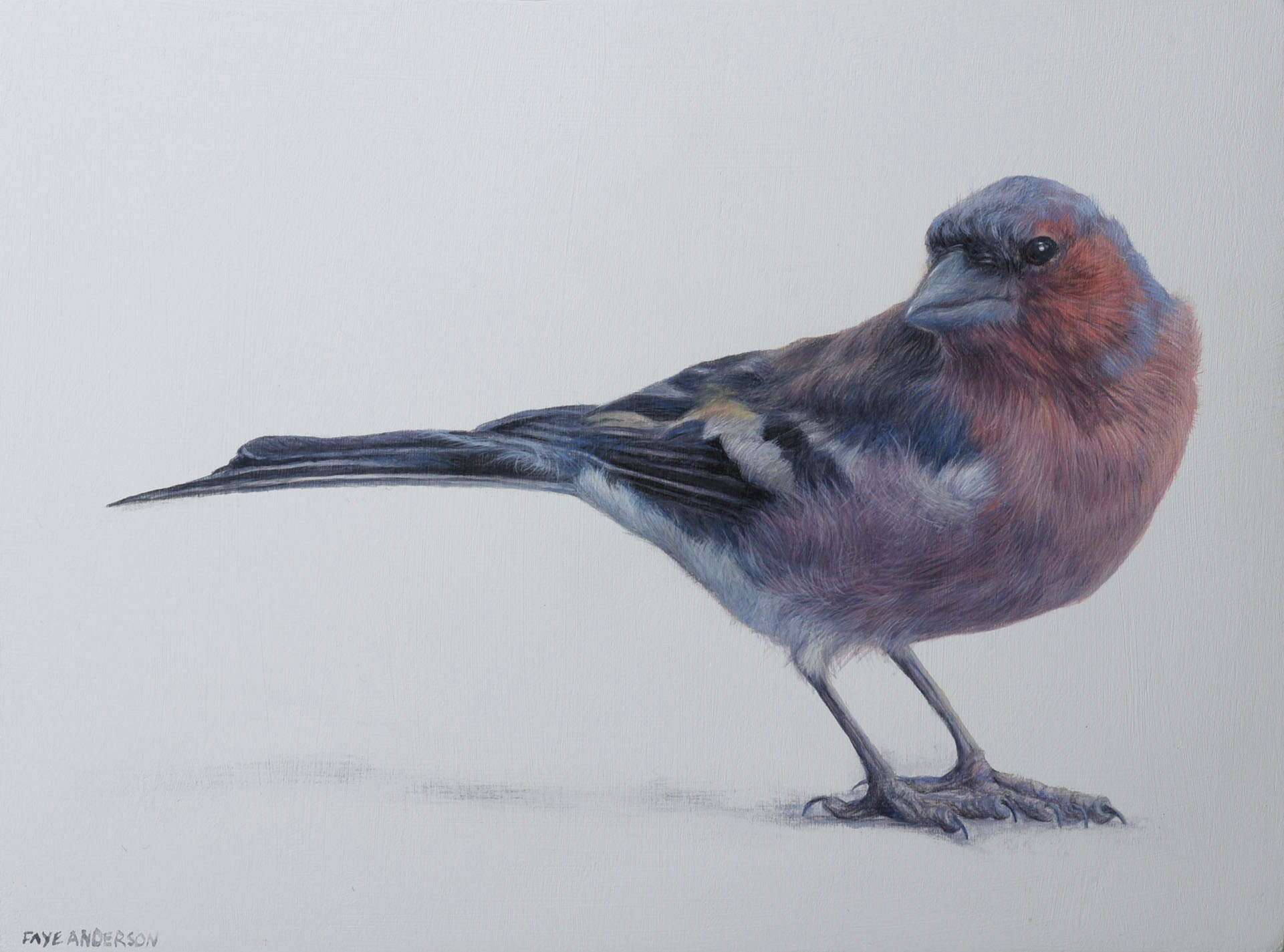 Little Chaffinch