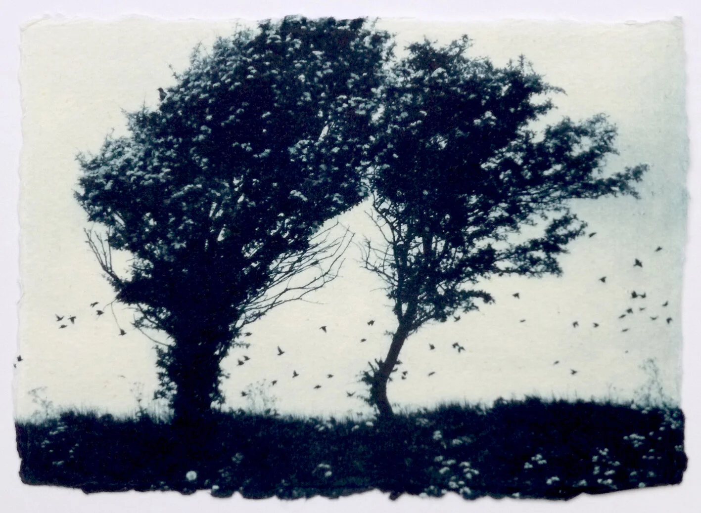  Title: Fledglings  Size:  23cm x 27cm Medium: Solar etching print 