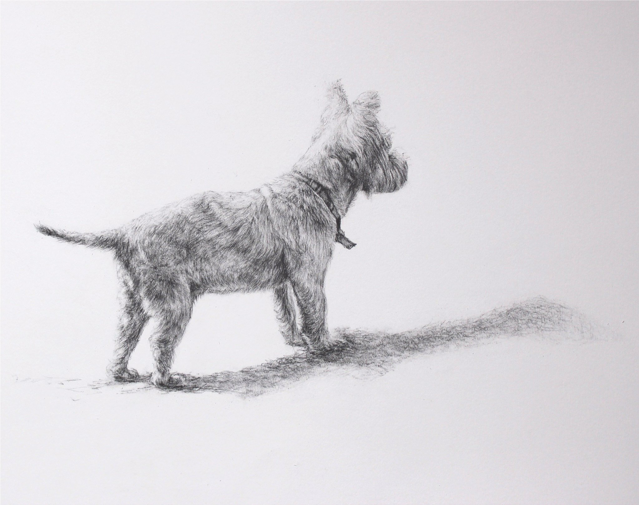  Title: Archie Size: 36cm x 56cm Medium: Charcoal  