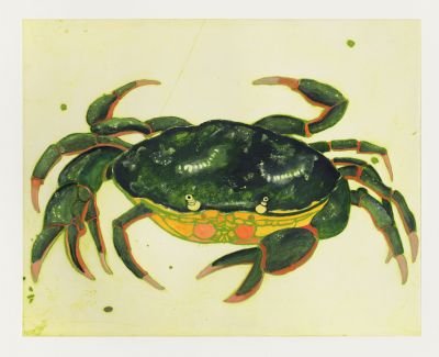  Title: Crab Size: 74.5cm x 90cm Medium: Drypoint, carborundum &amp; gouache 