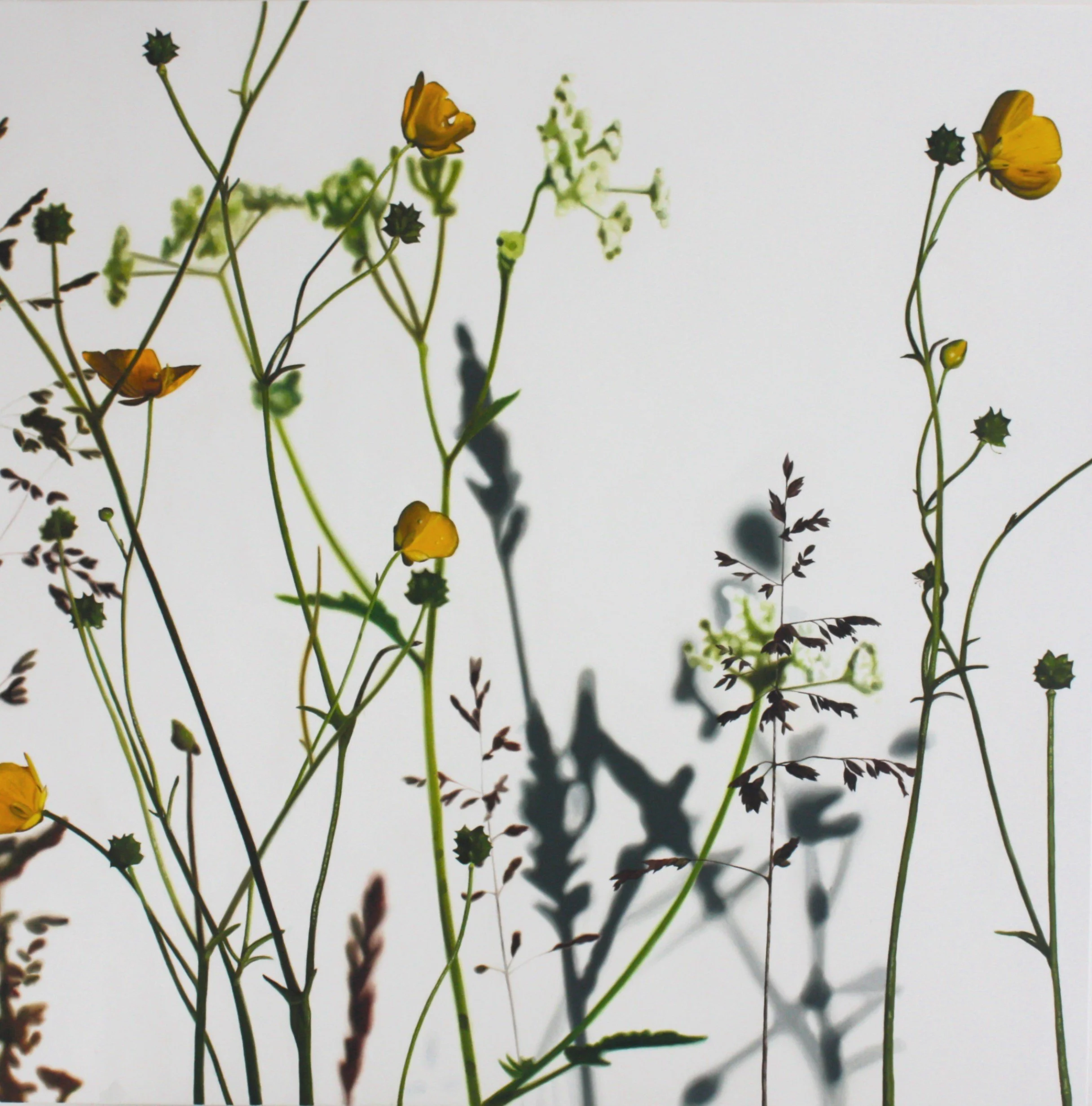Meadow Buttercup VII
