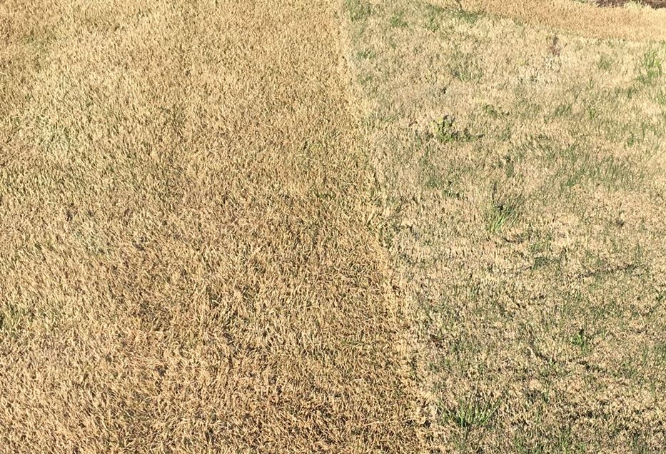 How to Scalp Bermuda Grass? 