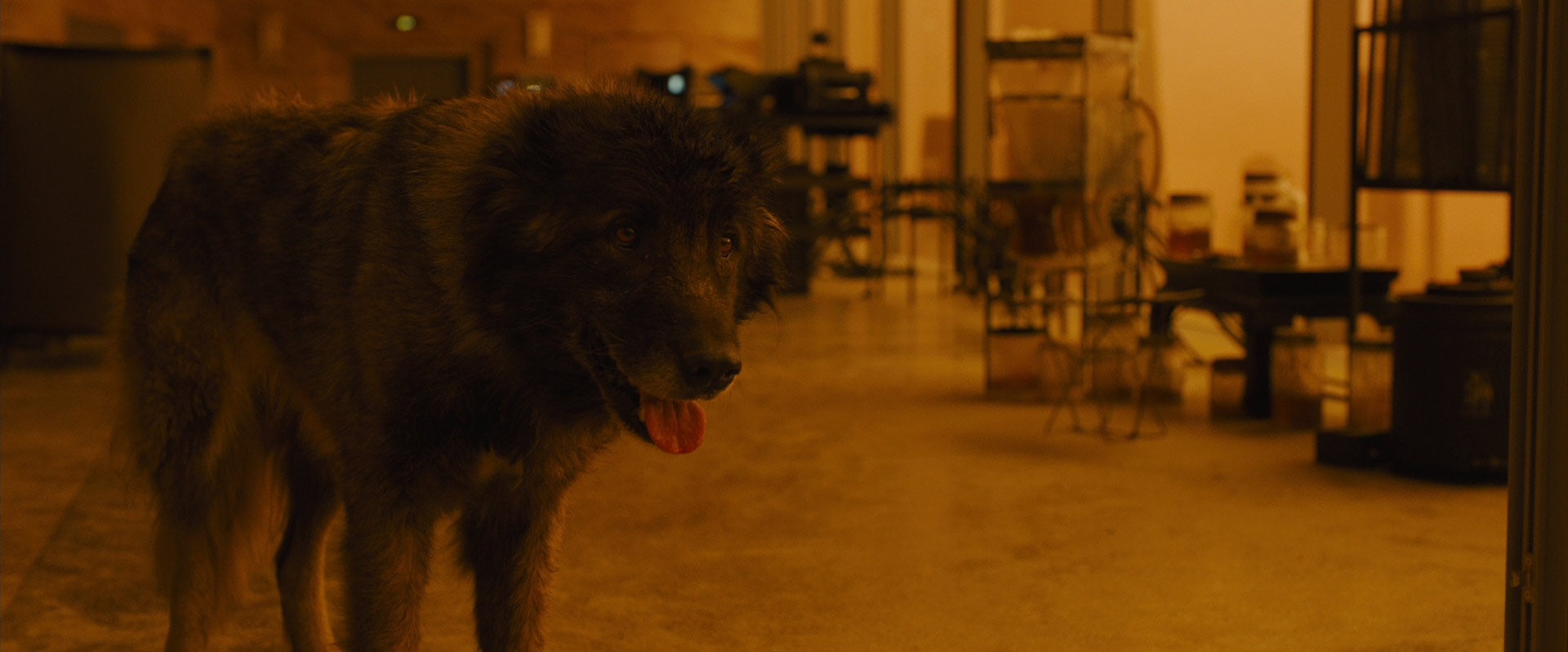 Deckard’s dog in Blade Runner 2049