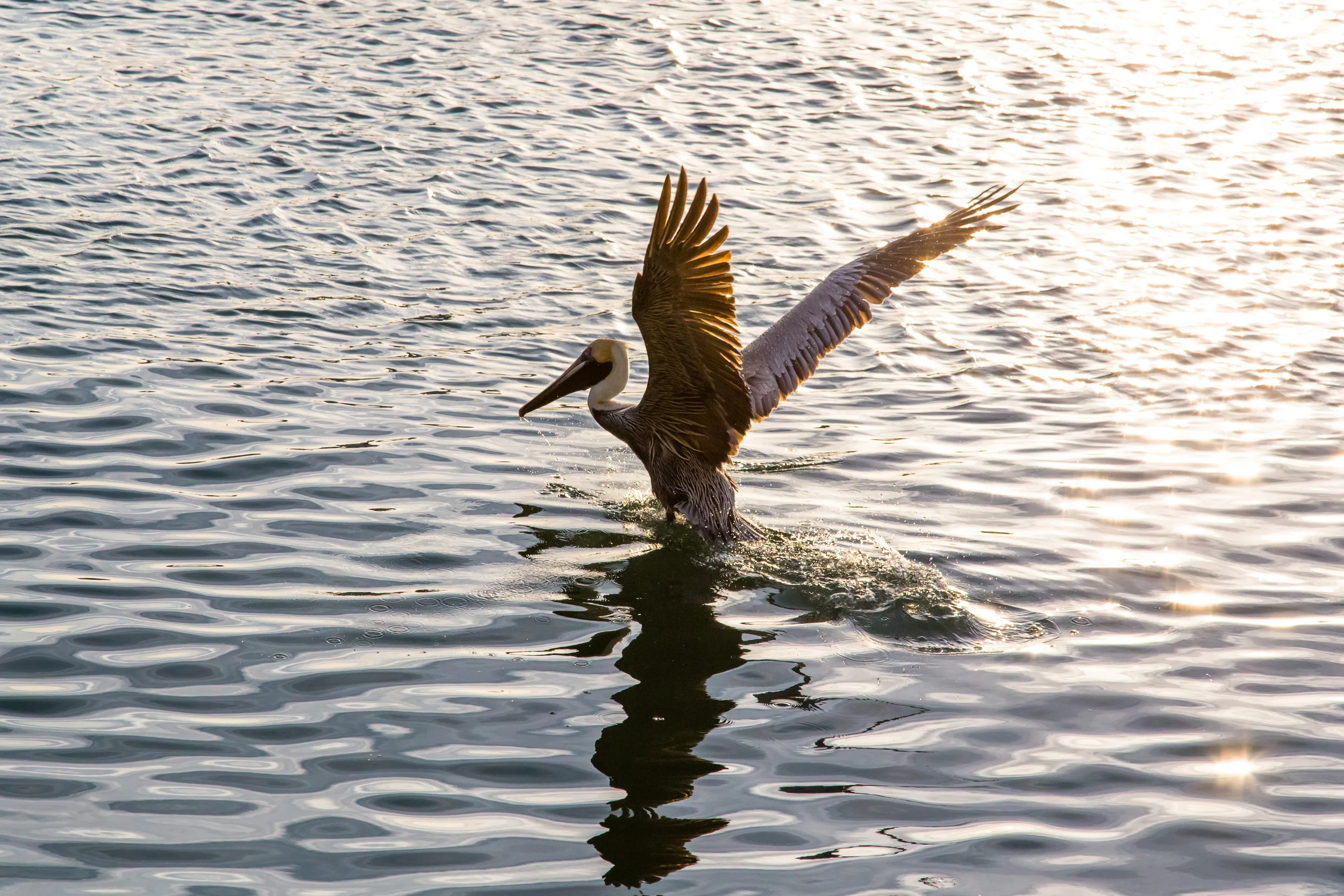 Pelican.jpg