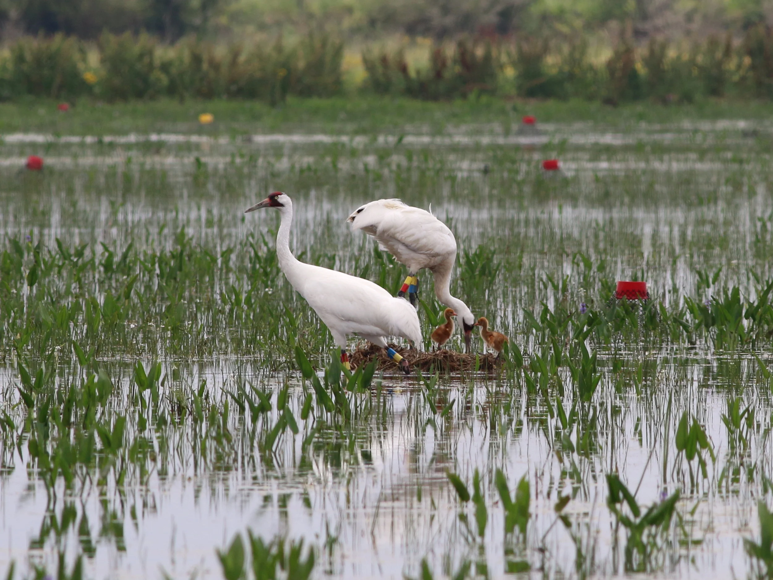 Whooping Crane Reintroduction — Louisiana Wildlife and Fisheries Foundation