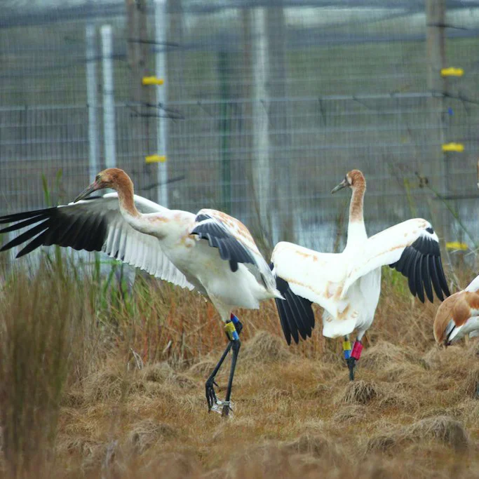 Whooping+Cranes.jpg