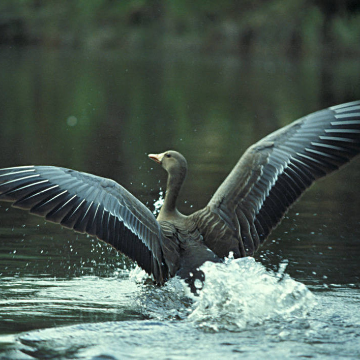 waterfowl.jpg