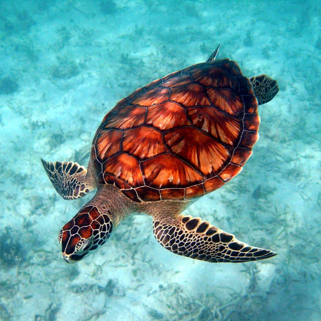 Sea+Turtle.jpg