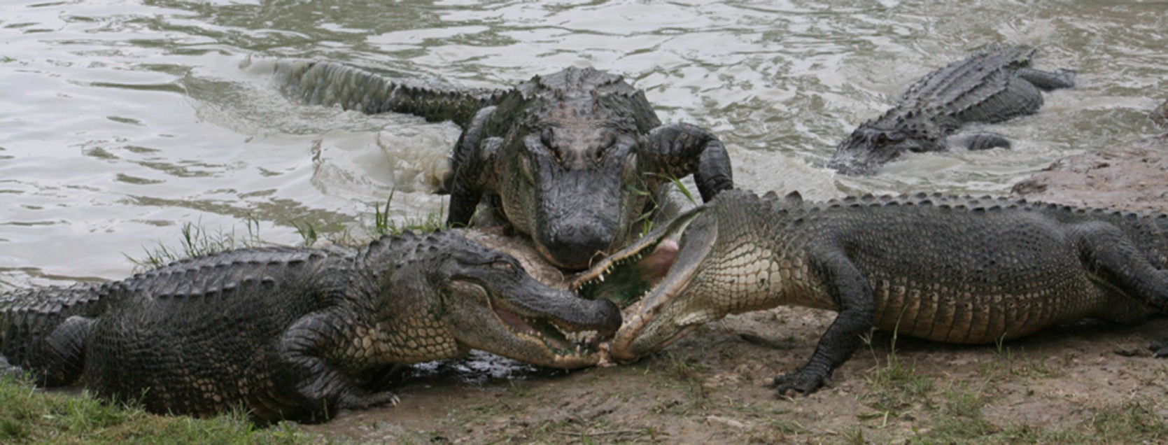 3alligators.jpg