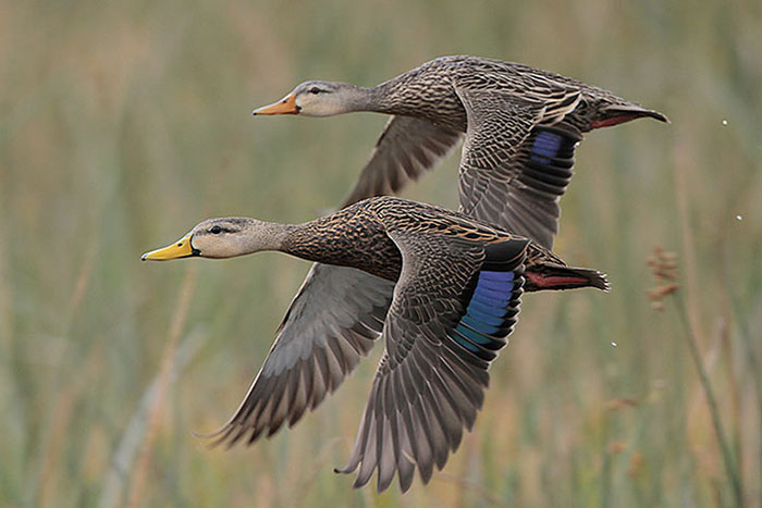mottled-duck-pair-in-flight-gl.jpg
