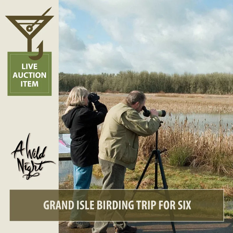 2019_Live_GrandIsle-birding.jpg