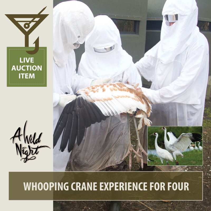 2019_Live_Whooping-Cranes.jpg