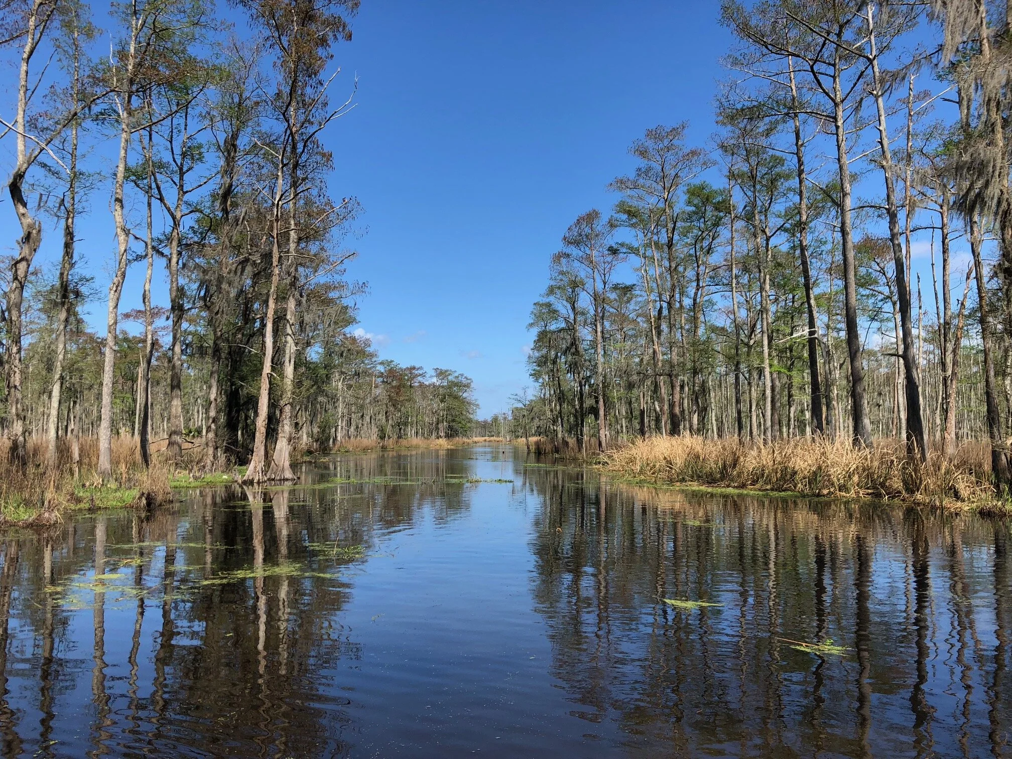 Louisiana Scenic Rivers — Louisiana Wildlife and Fisheries Foundation