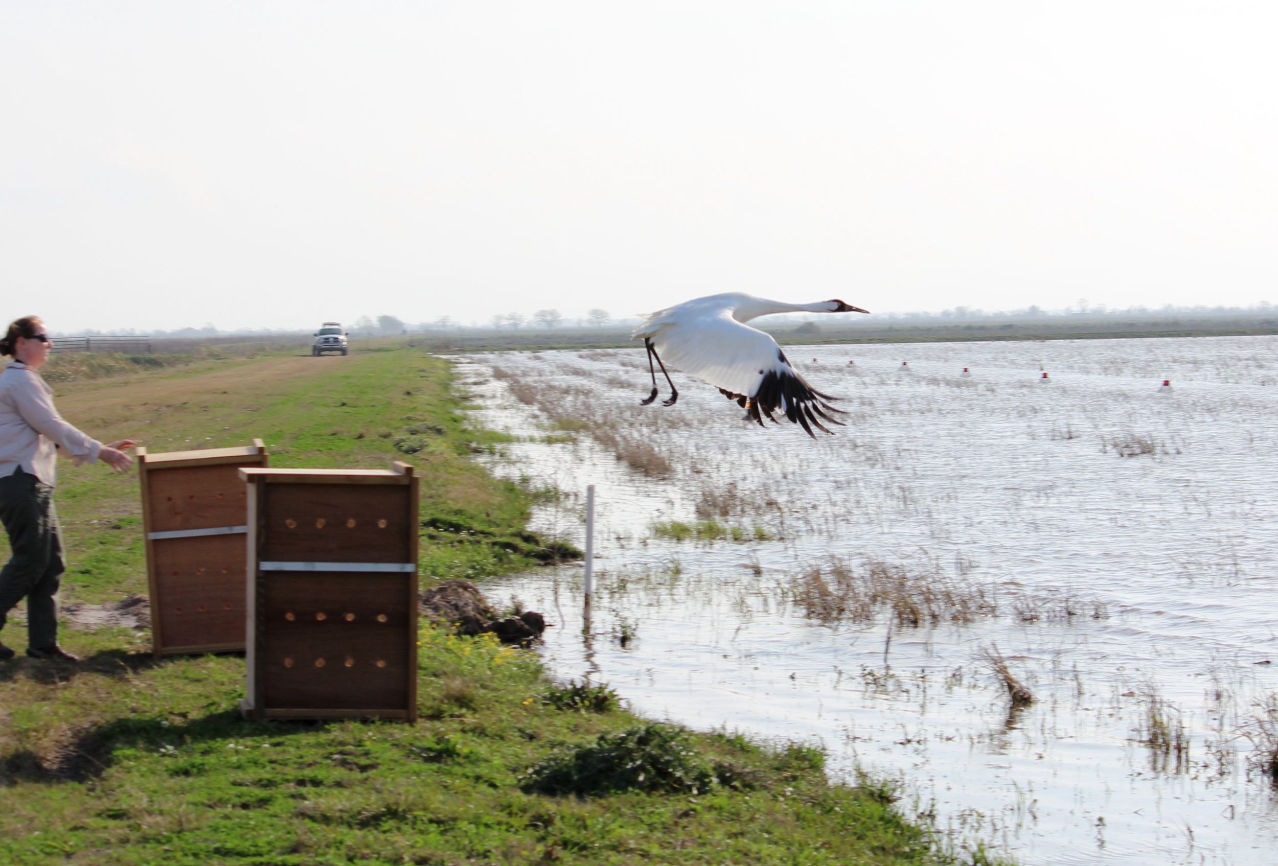 FL crane release.jpeg