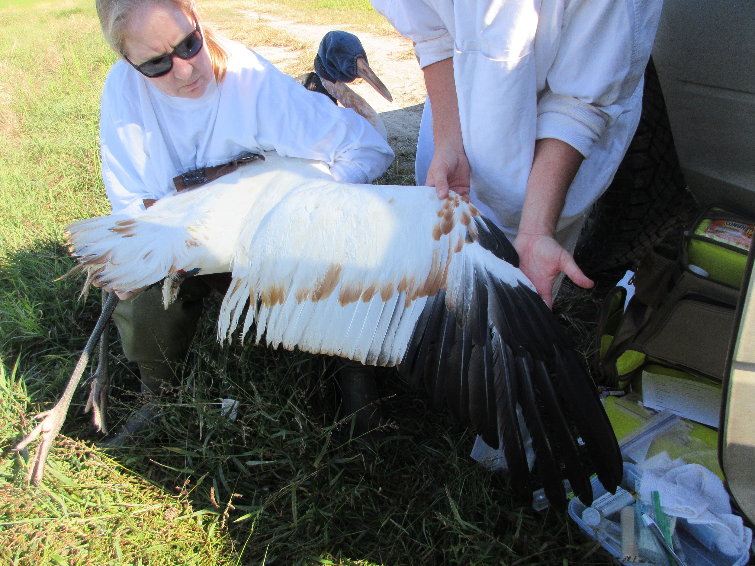 WCright wing Acadia Parish 1nov21.jpeg