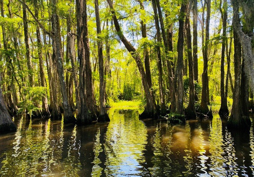 Scenic Rivers Descriptions and Map  Louisiana Department of Wildlife and  Fisheries