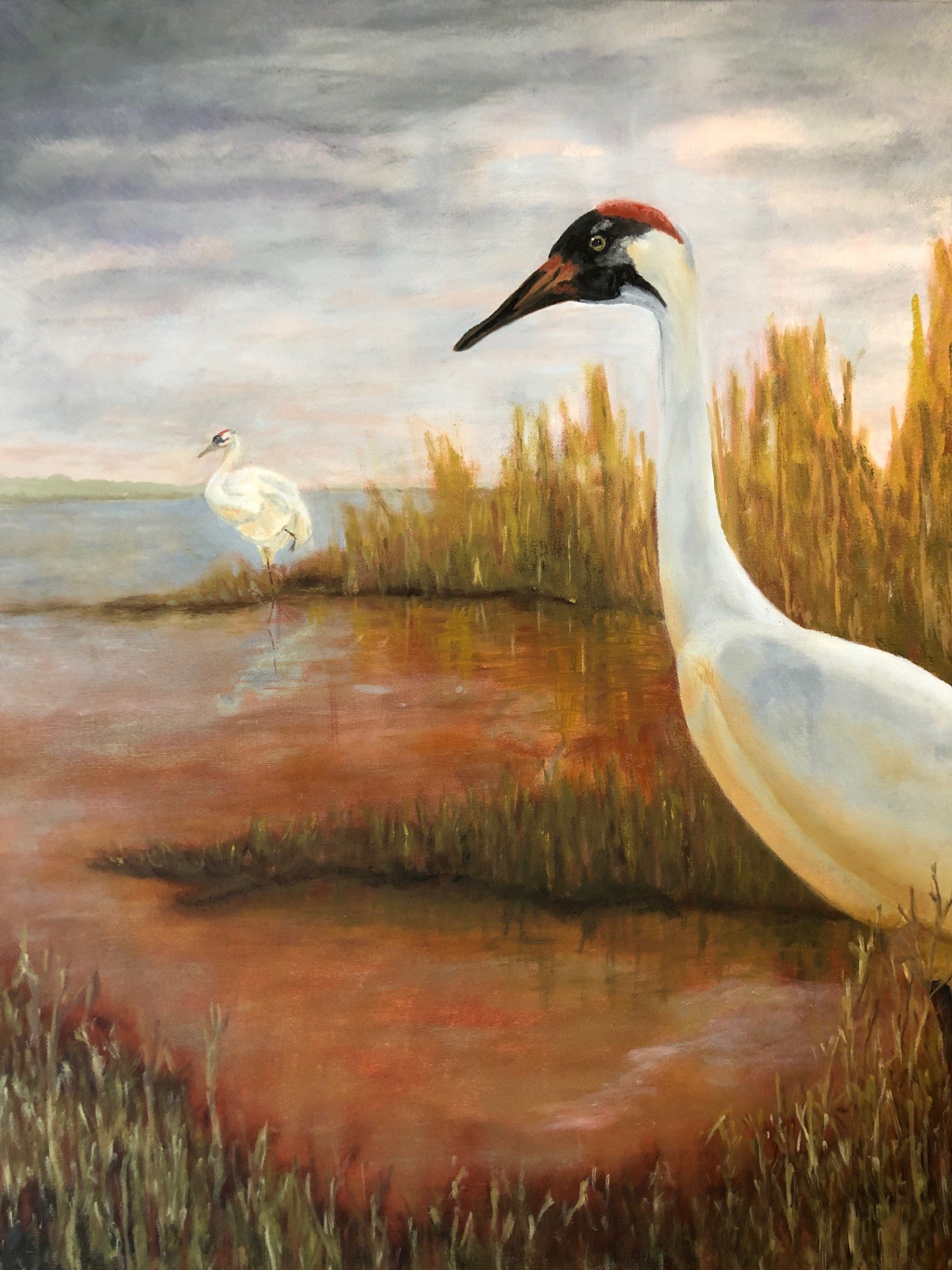 #351 Return of the Whooping Cranes