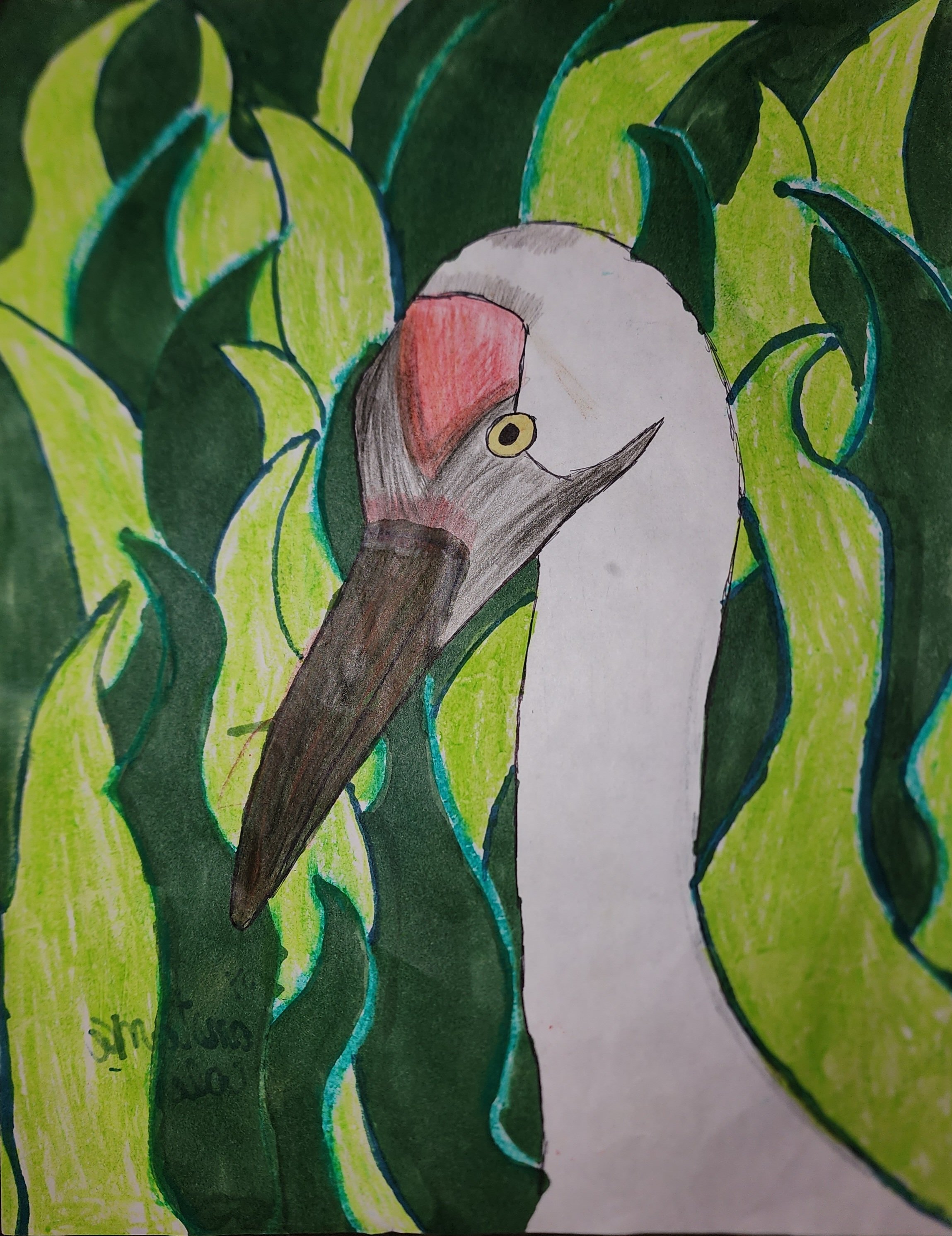 #515 A Portrait of the Whooping Crane
