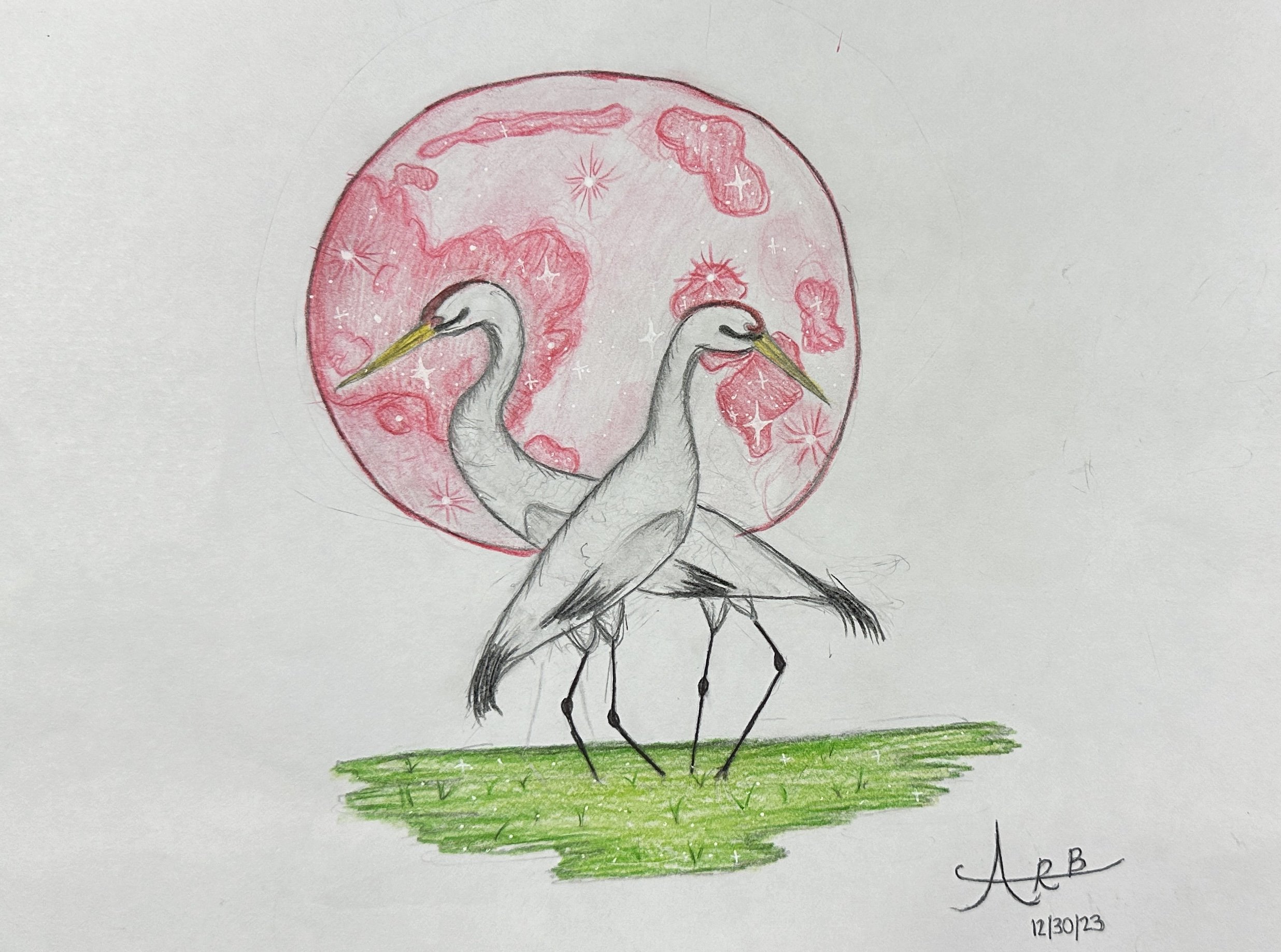 #518 Whooping Cranes