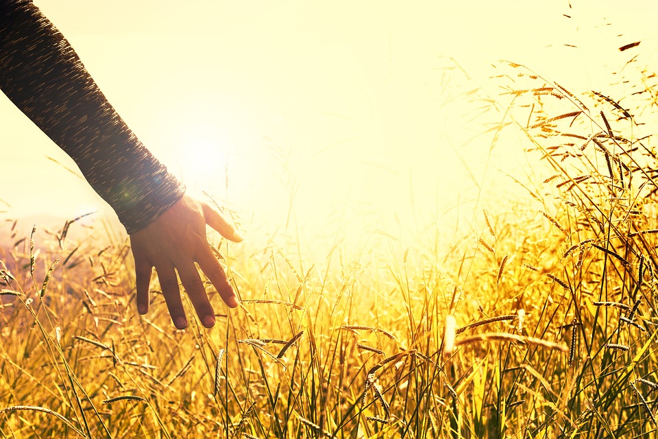 A hand reaches out and touches the tips of tall grass in a warm summer sunset.