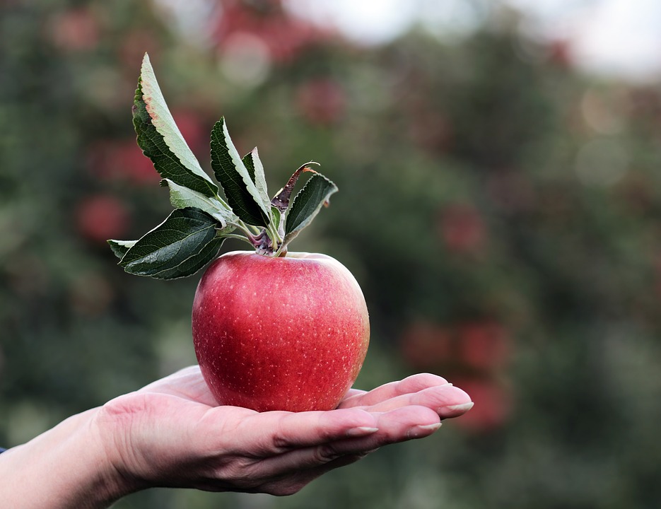 A woman’s hand holds an apple in the palm of her hand against the backdrop of an orchard.