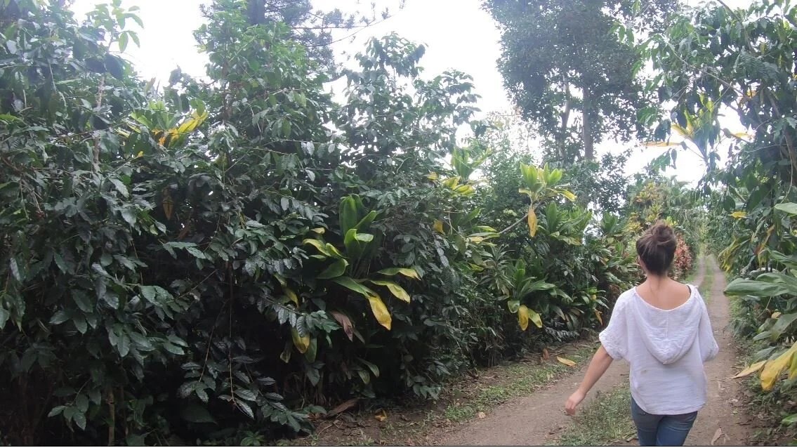 Is Kona coffee worth it?