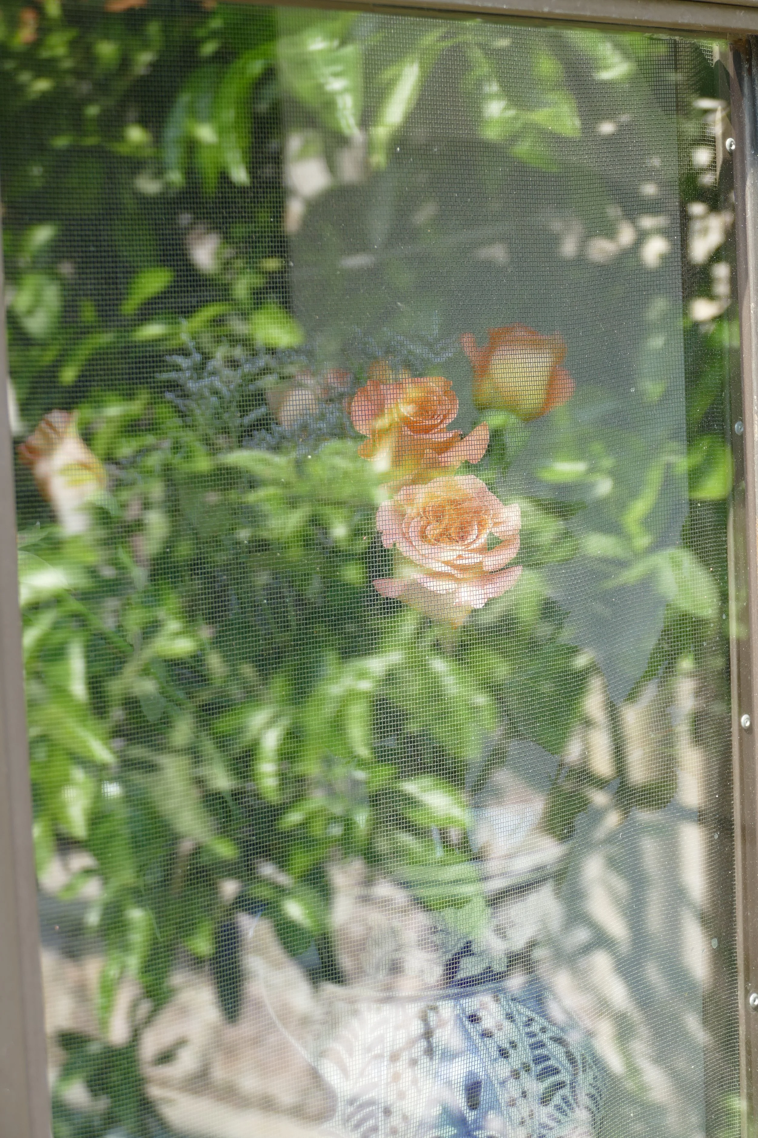 P1010210.jpg