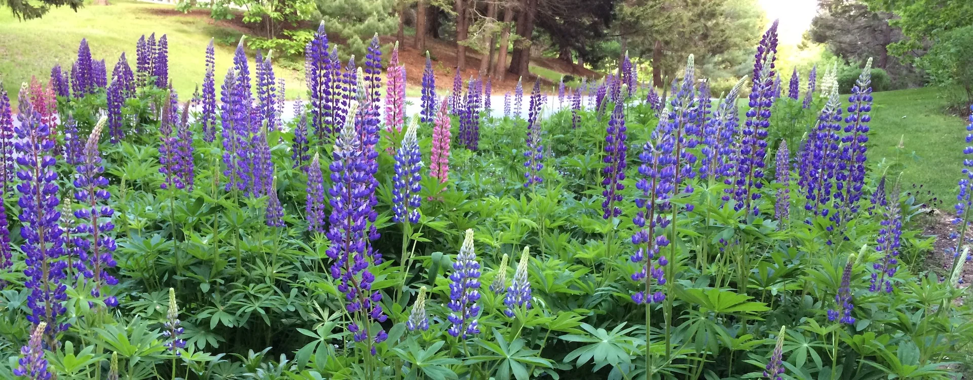 Lupines RESIZED.jpg