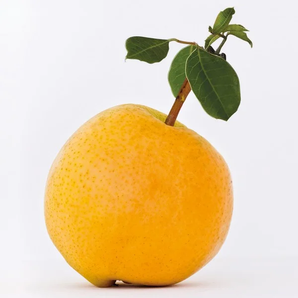marula.jpg